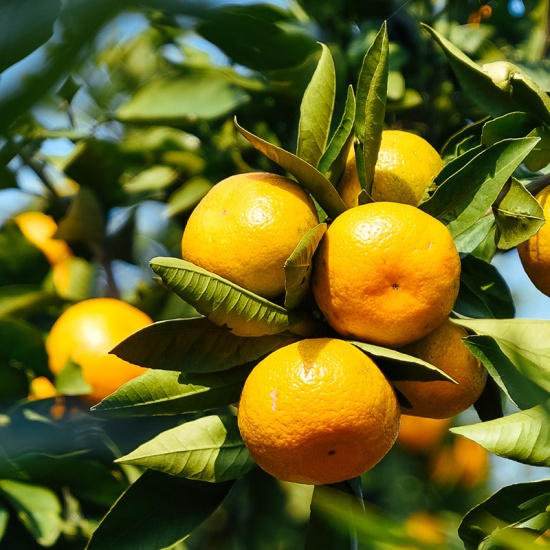 Quýt đường loại 1 nông dân trồng an toàn